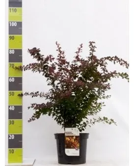 Röd Berberis till häck